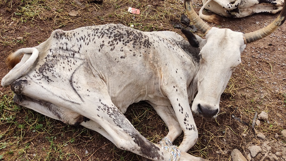 Mali Kurban Bayramı